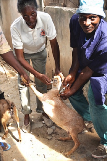 Vaccination of goats in a village in Ghana